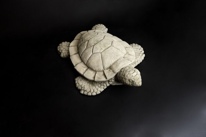 Small Sea Turtle - Image 3