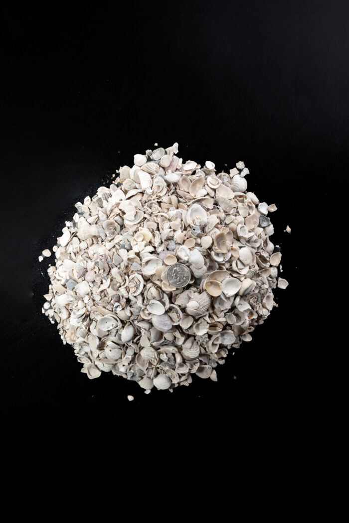 Small Shell - Image 2
