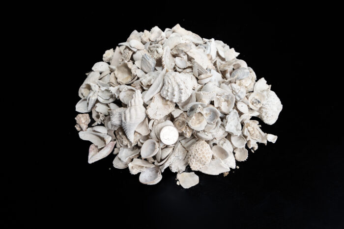 Medium Shell