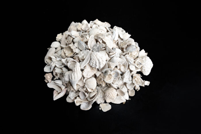 Medium Shell - Image 2