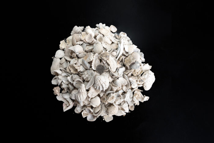 Medium Shell - Image 3