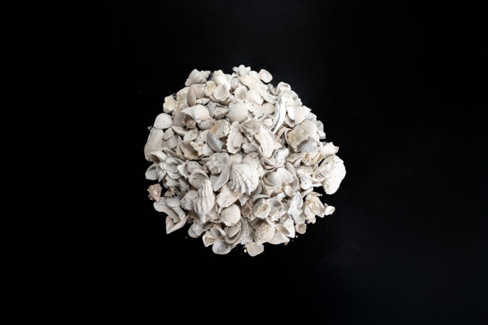 Medium Shell - Image 4