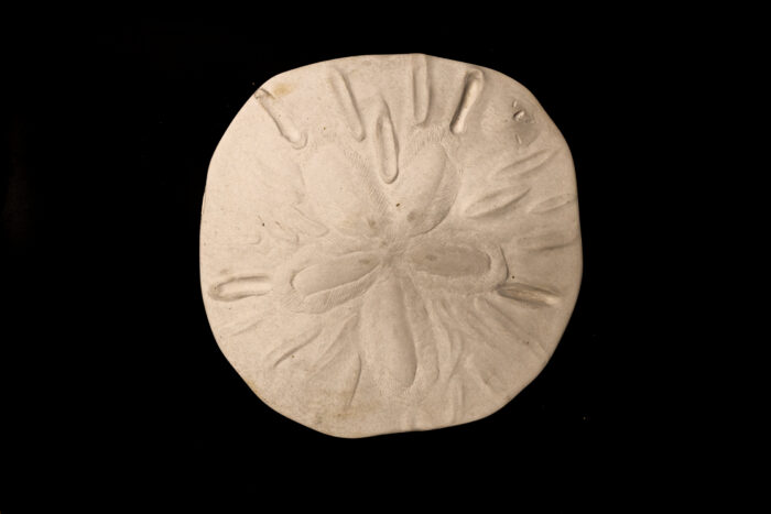 Sand Dollar Stepping Stone