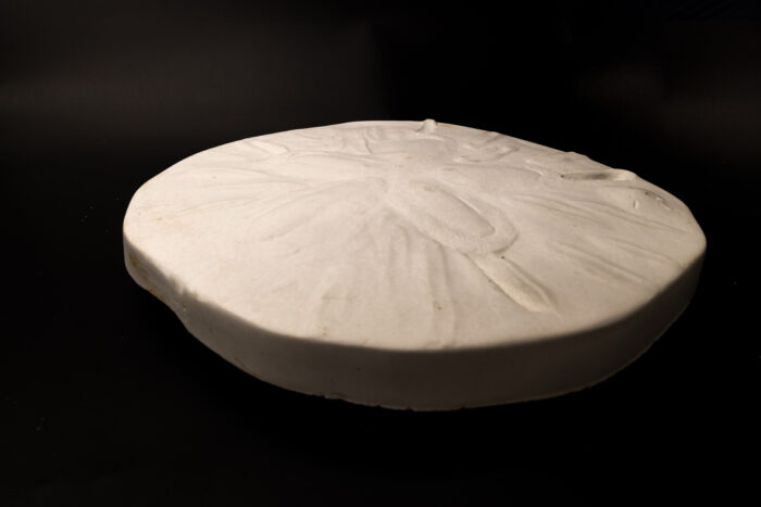 Sand Dollar Stepping Stone - Image 2